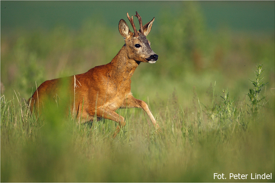 kosze lęgowe dla kaczek