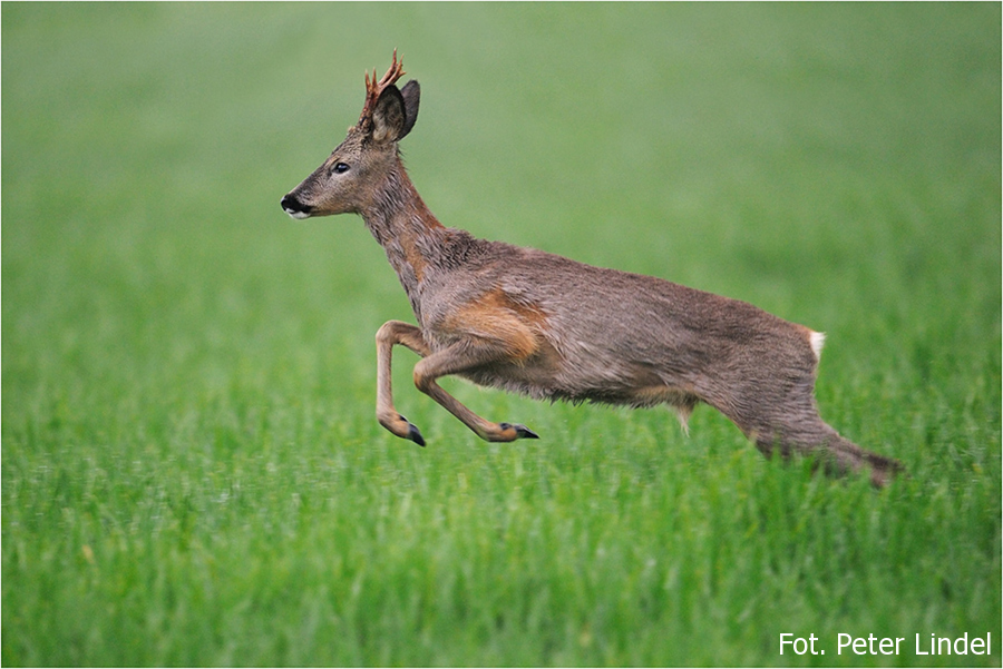 młody rogacz w trakcie zmiany sukni - peter lindel