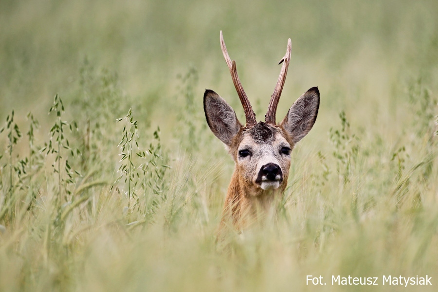 matysiak mateusz kozioł