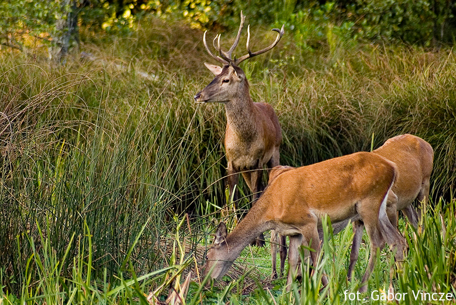 Gabor Vincze byk w pierwszej klasie