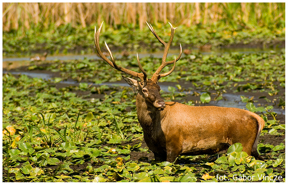 Gabor Vincze - red stag