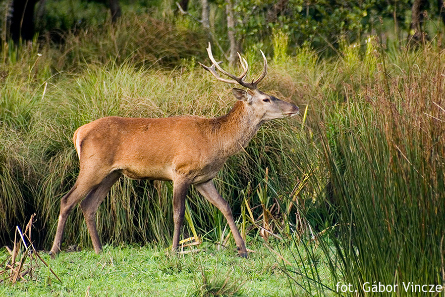Gabor Vincze young red stag