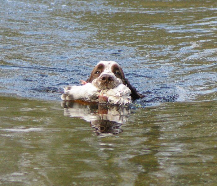 springer aport z wody