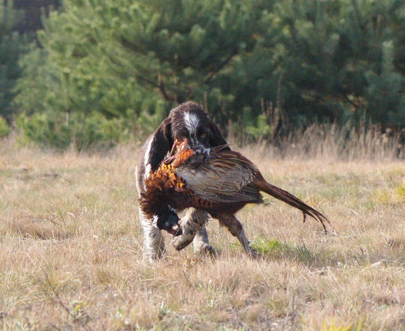 springer aport bażant