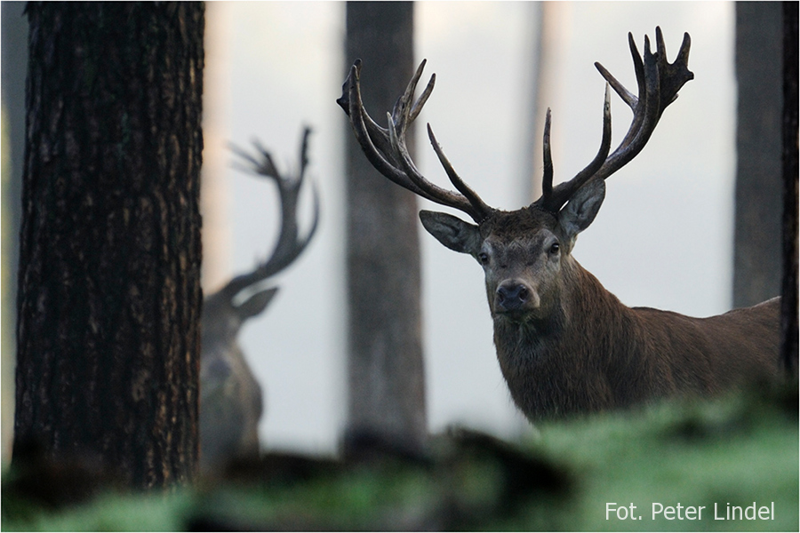 Red stag Peter Lindel