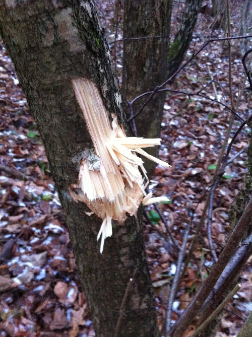 przestrzał na drzewie