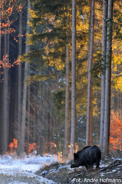 Dzik na skraju lasu - fot. Andre Hofmann