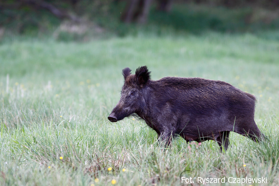 Locha karmiąca - fot. Ryszard Czaplewski 