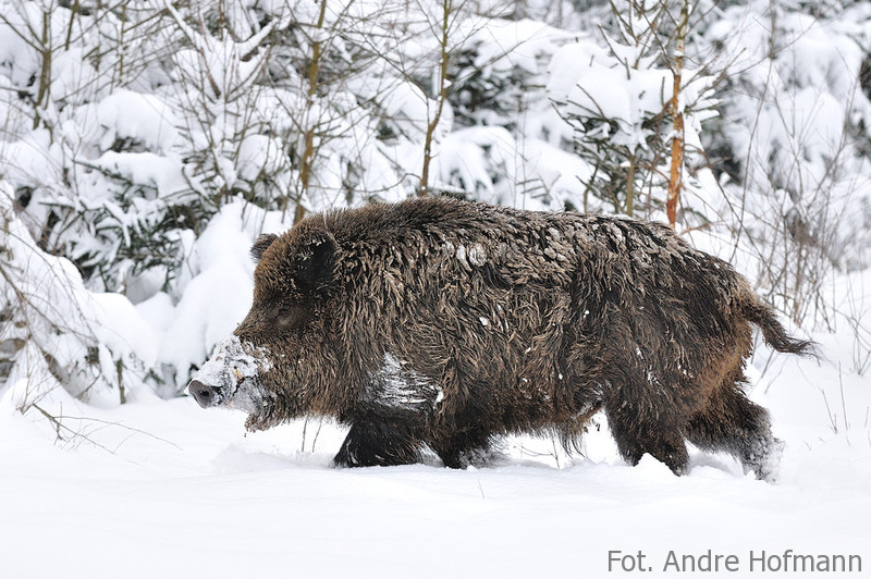 Odyniec - fot. Andre Hofmann