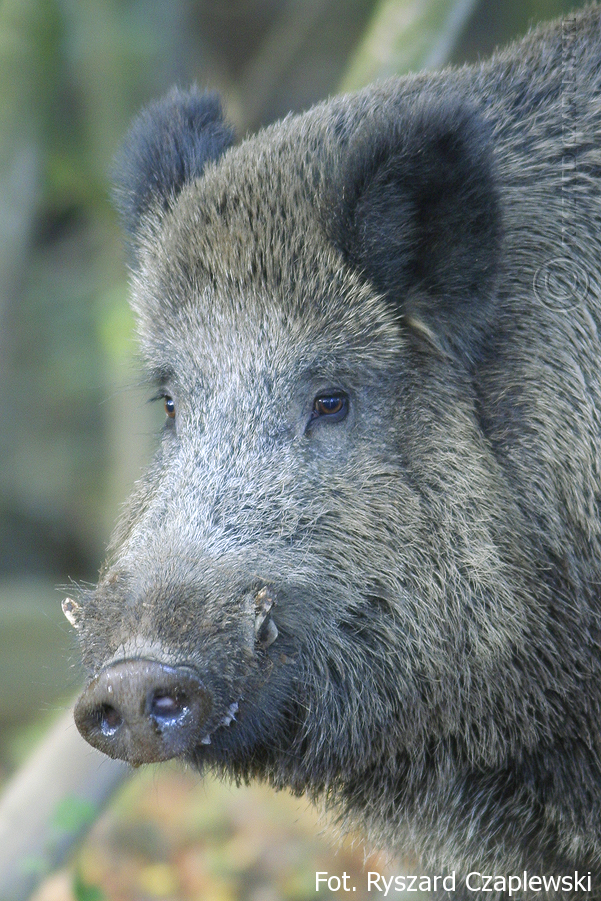 Odyniec gwizd - fot. Ryszard Czaplewski
