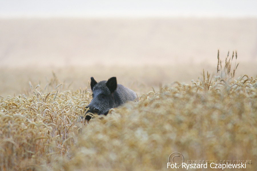 Odyniec w zbożu - fot. Ryszard Czaplewski