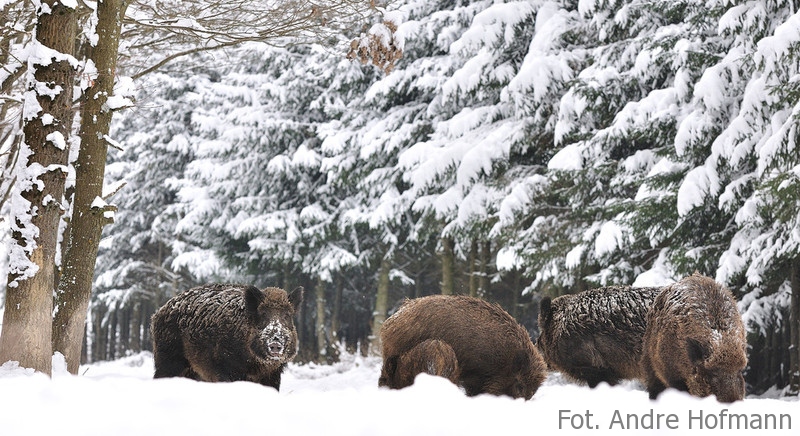 wataha - fot. Andre Hofmann