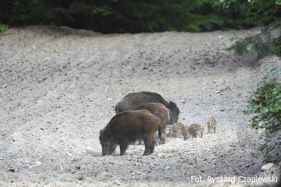 Wataha z pasiakami - fot. Ryszard Czaplewski