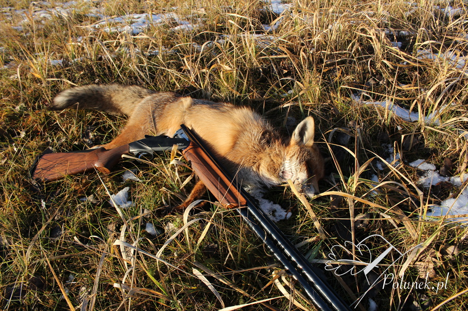benelli 828u fox