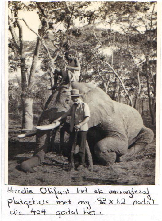 Słoń pozyskany z kalibru 9,3x62