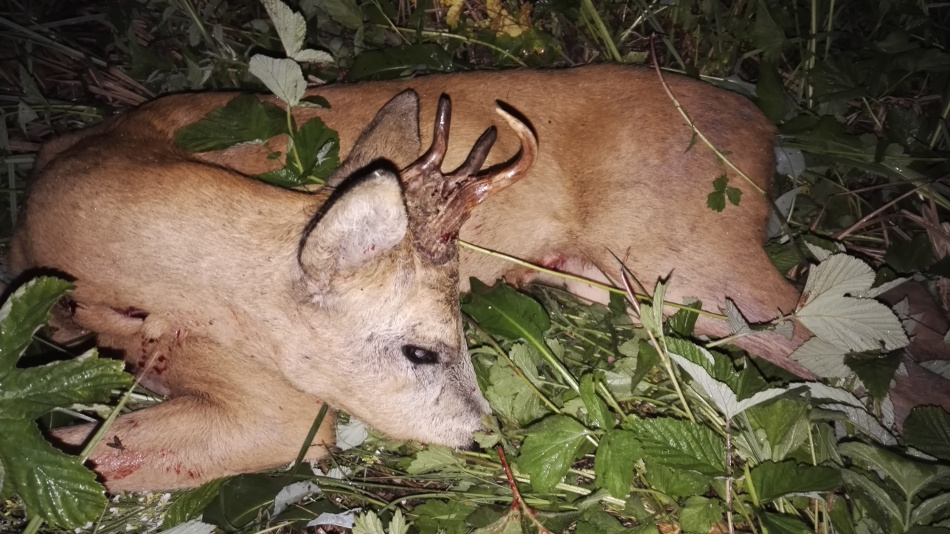 Rogacz Myłkus z początku sezonu