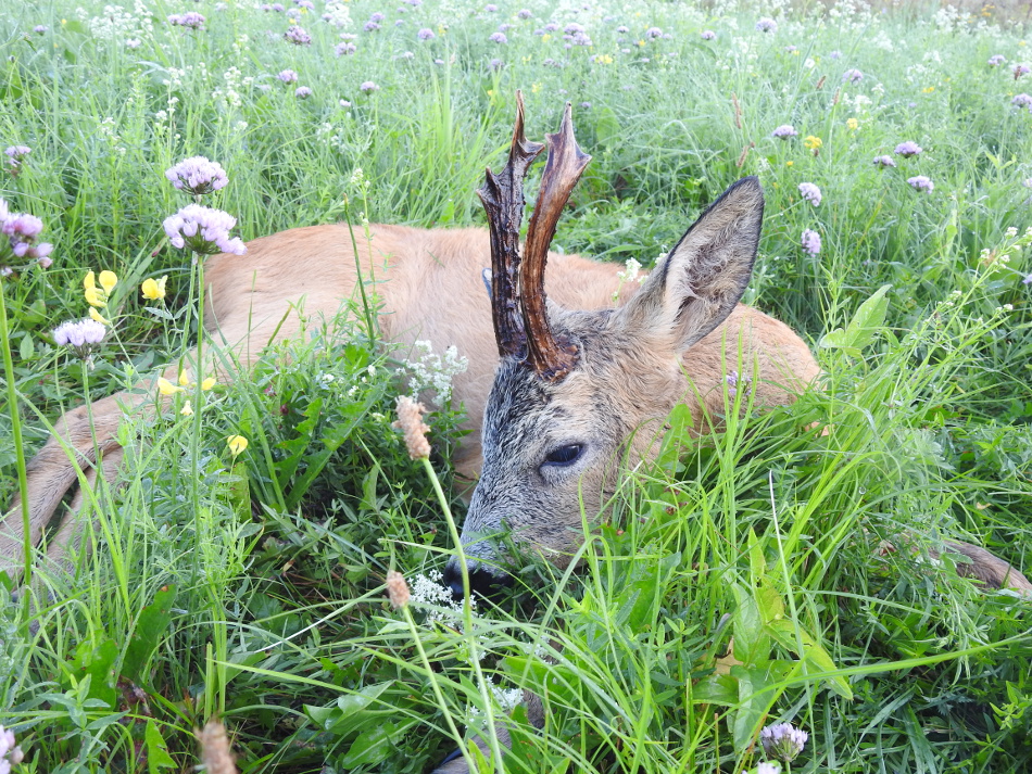 Stary rogacz szydlarz 