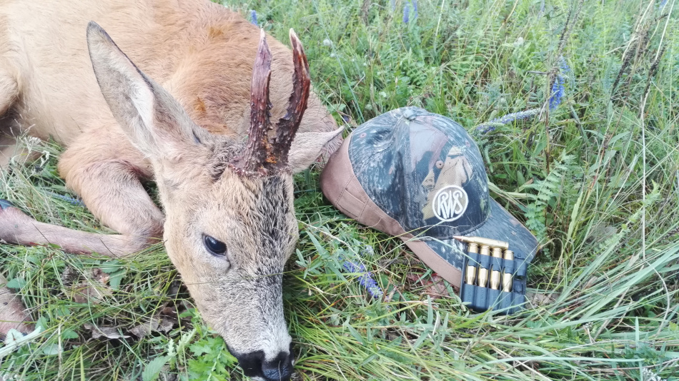 Rogacz szydlarz ze złamaną cewką