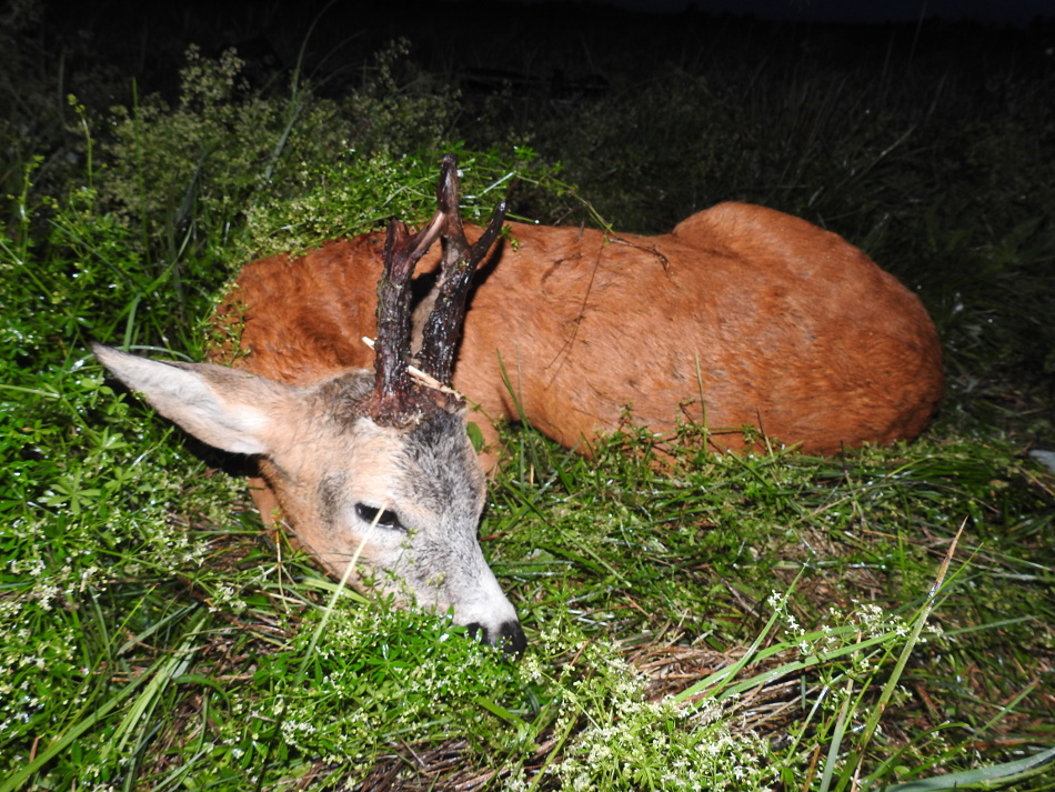 Rogacz widłak ze złamaną przednią prawą cewką