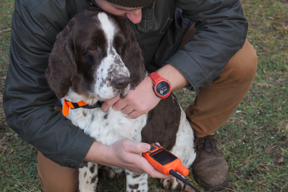 English springer spaniel Garmin Instinct alpha 50