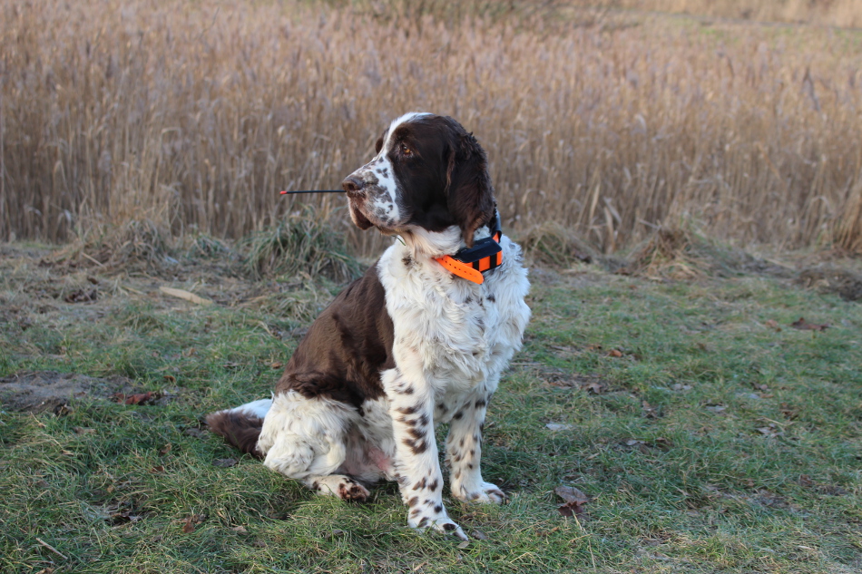 springer spaniel with garmin collar