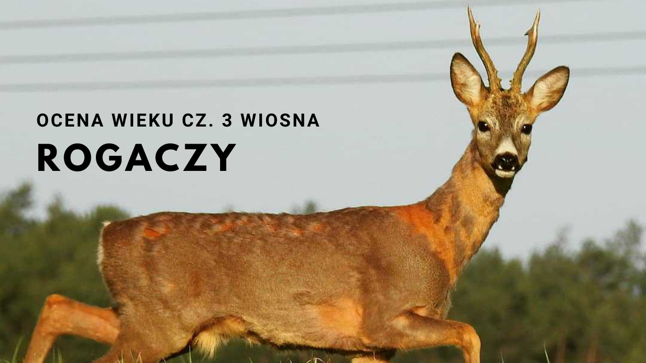 OCENA WIEKU ROGACZY 2